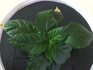 Jalapeno - postinterventionell