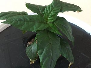Jalapeno - postinterventionell