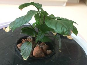 Jalapeno - postinterventionell