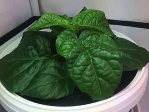 Habanero Red