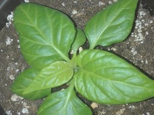 IMG_20170302_183235