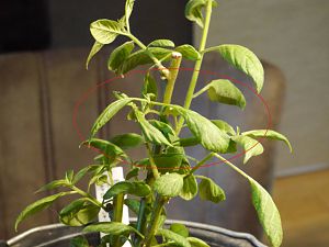 Rocoto