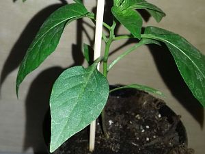Early Jalapeno Nr.3
