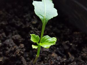 20170304_075022[1]