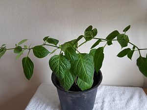 20170302_110754[1]