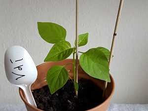 20170302_112637[1]