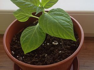 Rocoto Marlene