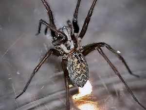 Hauswinkel Spinne