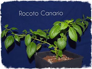 Canario 1003
