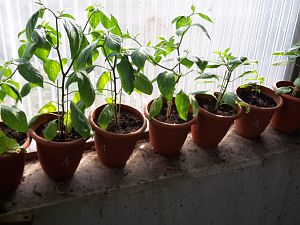 Rocoto