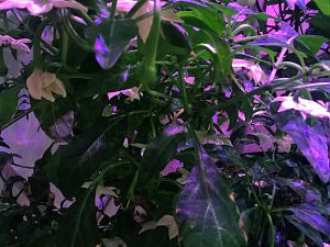 Jalapeno_Brown_Blueten_20170317