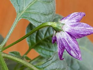 DSCN1618_900