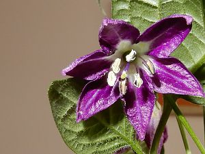 DSCN1620_900
