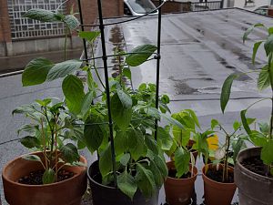 20170318_171533[1]