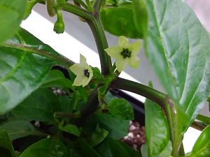 Habanero Christina Blüten