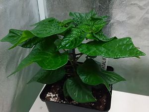 Fatalli 19.3