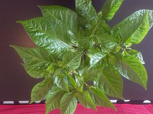 IMG_20170319_111537269