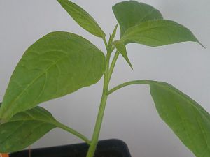 Mini Brown Rocoto