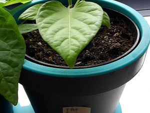 7PotBrainStrain_1