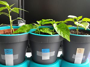 7PotBrainStrain_BlackNaga_SuperShepherd_22_03_17