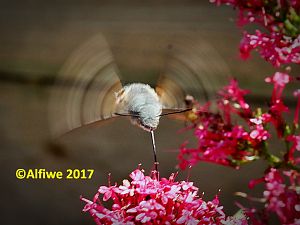 Taubenschwänzchen B (7)