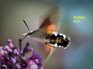 Taubenschwänzchen B (13)