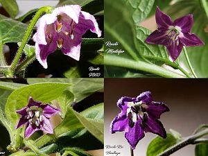 Rocoto_flowers