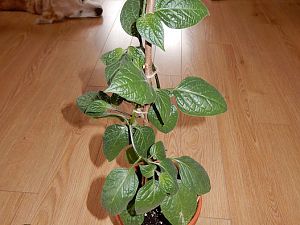 RocotoBigBrown24032017_2