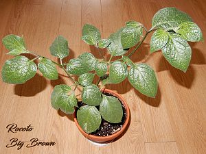 RocotoBigBrown24032017_1