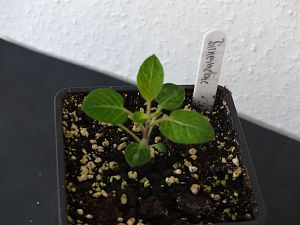 P1000718