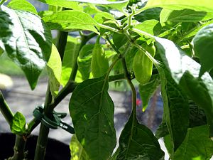Golden_Limon_F4_20170325b