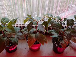 7Pod Apocalypse, Big Red Mojo, Cheiro Roxa