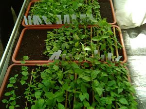 IMG_20170325_133426