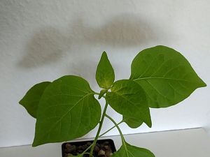 IMG_20170326_124955_1