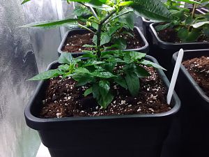Habanero Christina 26.3