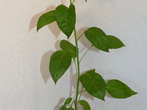 P1000730
