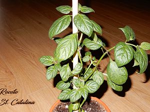 RocotoSantaCatalina_26032017
