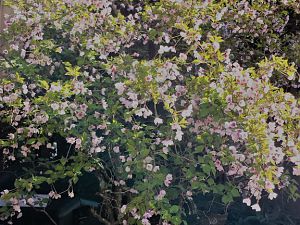 20170327_120807 (1)