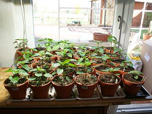 Baccatums und Chinensen (Kunstlicht Vorzucht)