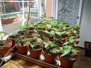 Baccatums und Chinensen die zweite