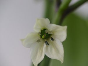 P1000744