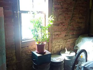Tabasco 2.4
