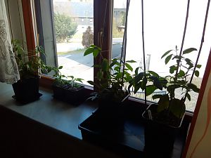 Rocotos 2.4