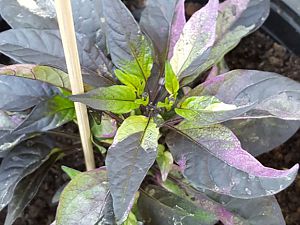 20170403_180727[1]