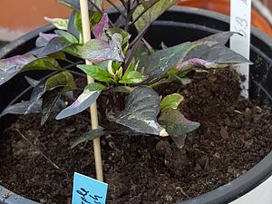 20170403_180722[1]