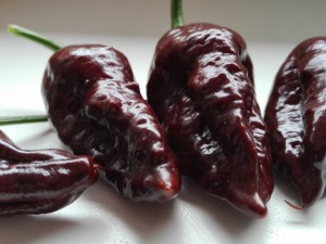 Bhut Jolokia Chocolate
