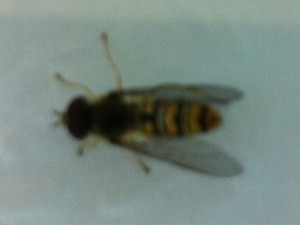 Schwebfliege