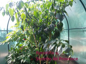 Rocotillo u. Sucette De Provence