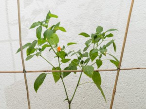 5D3_7993