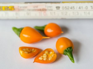5D3_8106